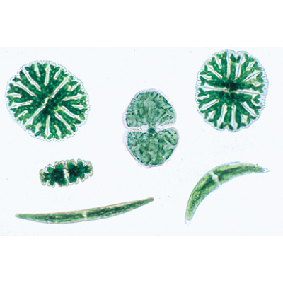A Vida Microscópica da água. Parte I. - Inglês, 1004260 [W13435], Preparados para microscopia LIEDER