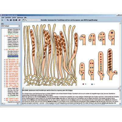 CD com microfotografias, microscópio virtual, desenhos, programas de teste, explicações detalhadas e material de acompanhamento para escola série B, contendo aprox. 700 figuras, 1004270 [W13451], Software de Biologia