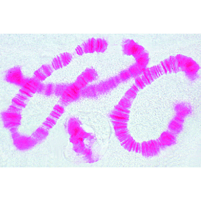 Mitosis and Meiosis Set I, 1013468 [W13456], Divisions cellulaires