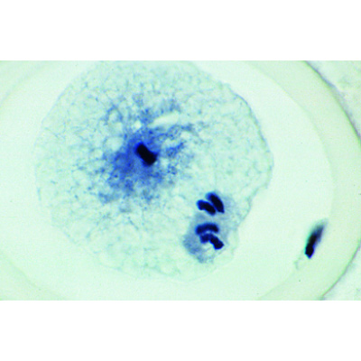 Mitosis and Meiosis Set I, 1013468 [W13456], Divisions cellulaires