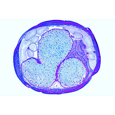 The Ascaris megalocephala Embryology, 1013479 [W13458], Lames microscopiques Anglais