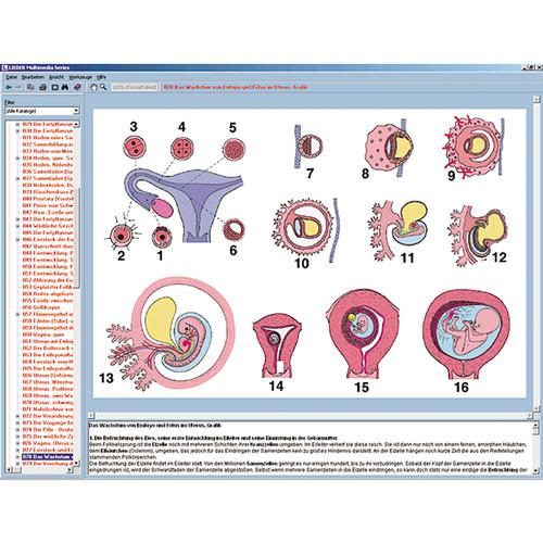 Программа «Репродукция и половое воспитание», на компакт-диске, 1004279 [W13510], Мультимедиа по биологии
