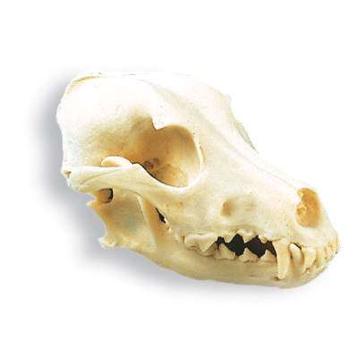 Dog Skull (Canis lupus familiaris), Replica, 1005104 [W19010], 포식동물