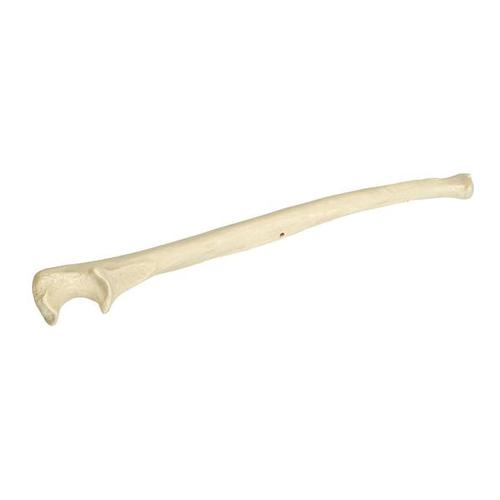 Локтевая кость ORTHObones правая, 1005123 [W19127], 3B ORTHObones Premium
