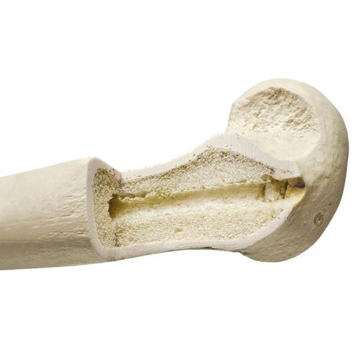 Локтевая кость ORTHObones правая, 1005123 [W19127], 3B ORTHObones Premium