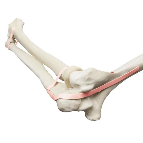 ORTHObones Локтевой сустав, локтевая кость, лучевая кость, плечевая кость, латексная лента, 1018335 [W19141], 3B ORTHObones Premium