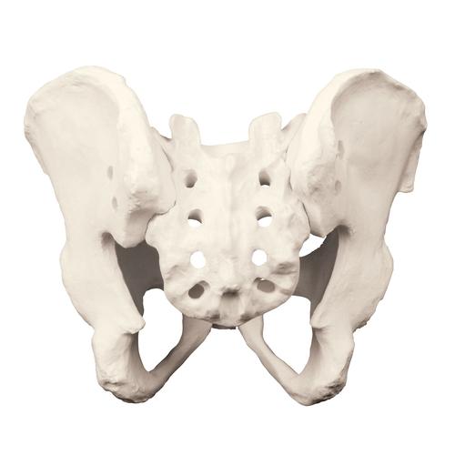 ORTHObones Full Pelvis with Sacrum, 1018096 [W19152], 3B ORTHObones, prémium