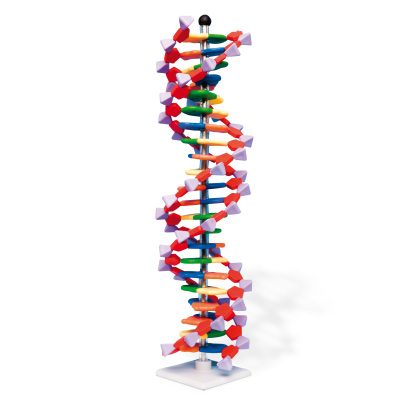 Modelo de hêlice de ADN, kit de miniADN®, 22 segmentos - 1005297 - Molymod  - W19762 - Constitución y Función del ADN - 3B Scientific