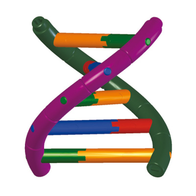 Modelo de doble hêlice de ADN, Kit para alumnos - 1005300 - W19780 -  Constitución y Función del ADN - 3B Scientific