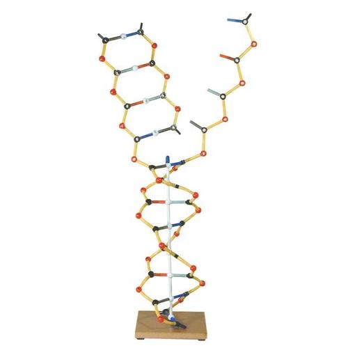 DNA-RNA, 1005302 [W19801], DNA的结构和功能