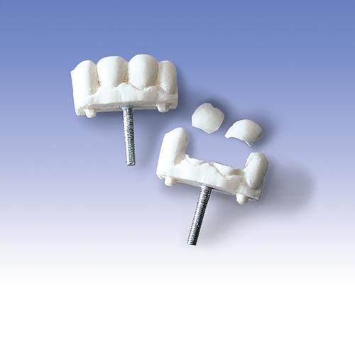 牙模型, 1005397 [W30510], 成人气道管理