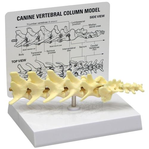 Köpek 5 Parçalı Vertebra Kolonu Modeli, 1019581 [W33353], Zoolojik Hastalıklar