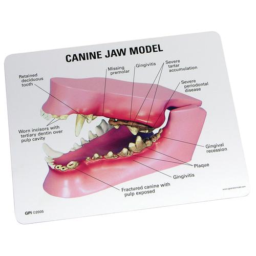 Canine Jaw Model, 1019591 [W33360], 口腔