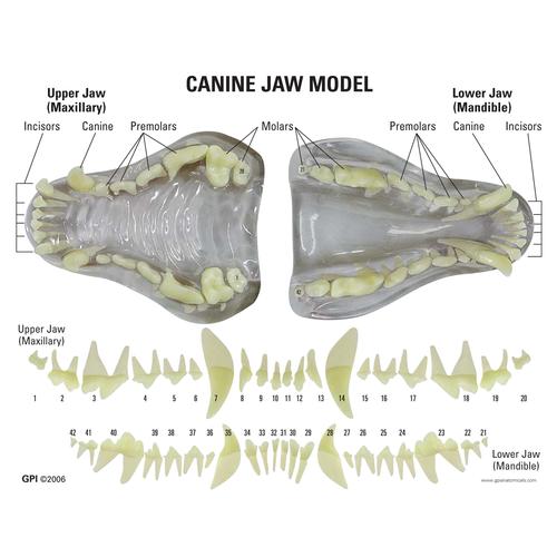 Köpek Çene Modeli, şeffaf, 1019592 [W33361], Zoolojik Hastalıklar