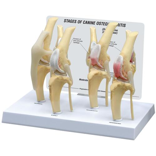 Canine Osteoarthritis Knee Model, Normal + 3 Conditions, 1019577 [W33373], 골학