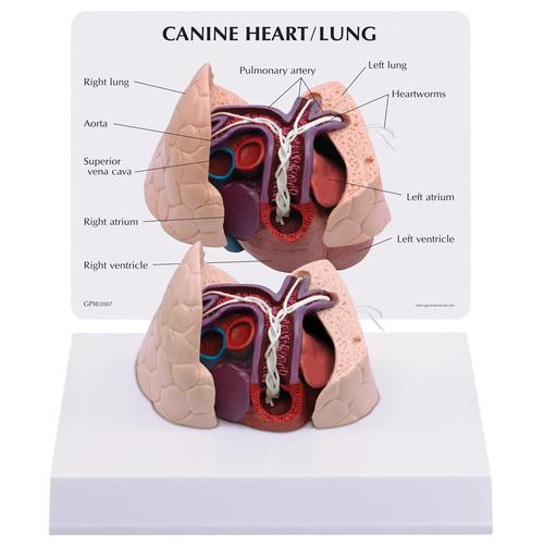 Canine Heart and Lung Model, 1019586 [W33376], 动物病