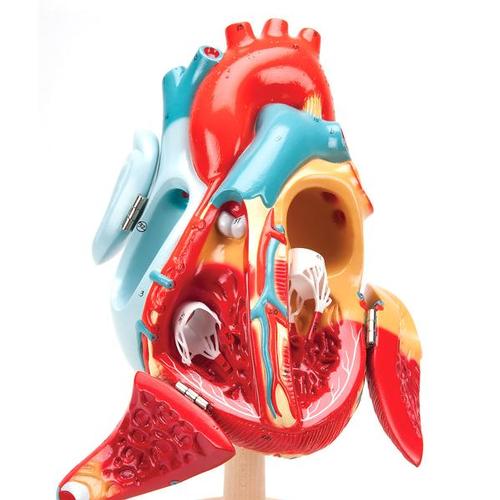 Cœur « Heart of America™ », agrandi 2 fois, 1005529 [W42504], Modèles cœur et circulation