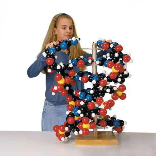 Modèle d’ADN géant, 1005559 [W42580], Structure et fonction de l'ADN