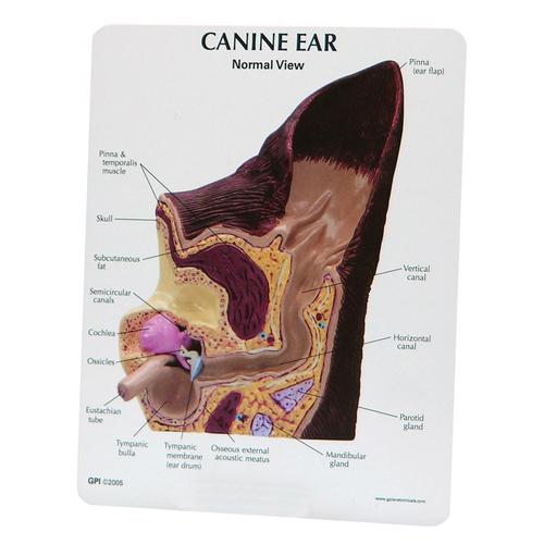 Canine Ear Model - Normal / Infected, 1019593 [W47850], 寄生物学