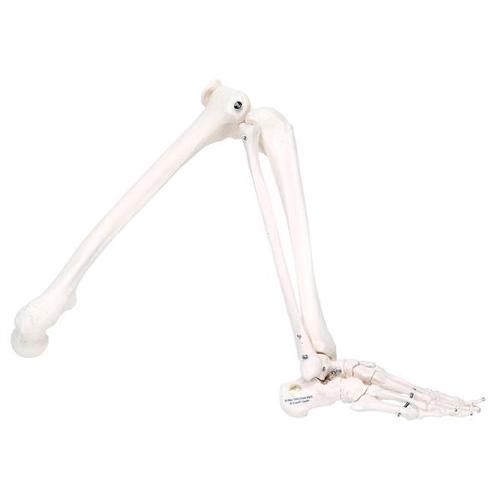 Правая нога для скелетов, белая, 1020641 [XA010], Дополнительная комплектация