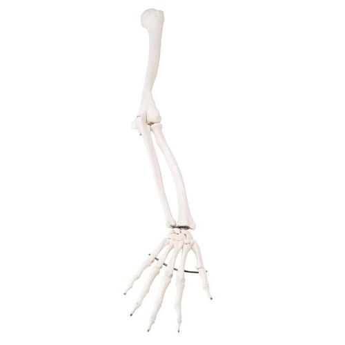 Правая рука, белая для скелетов, 1020645 [XA014], Дополнительная комплектация