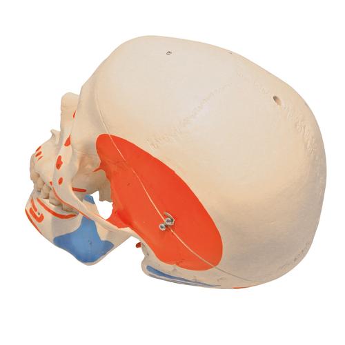 Целый череп, белый с разметкой мышц, с отверстием для скелетов, 1020654 [XA023], Дополнительная комплектация
