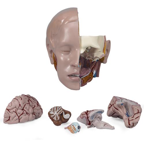 Голова, 6 частей для торсов, 1020662 [XB003], Дополнительная комплектация