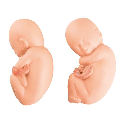 Сменные плоды для модели 5 месяца беременности с двойней, 1020702 [XL005], Дополнительная комплектация