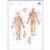 Acupuncture, Meridian Notepad, IT, 1017887, 模型 (Small)