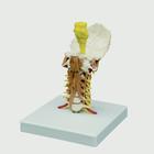 Cervical Spine Model with Muscles, 1019401, Modèles de vertèbres