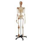 Flexible Skeleton with ligaments and muscles, 1019416, Modelos de Esqueletos - Tamaño real