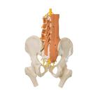 Pelvic Model with Lumbar Spine Muscles and Femur Heads, 1019419, Modèles partie génitale et bassin