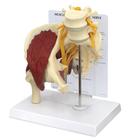Тазобедренный сустав с мышцами и седалищным нервом, 1019505, Модели мускулатуры человека и фигуры с мышцами
