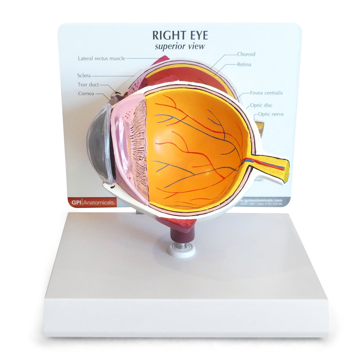 Eye Anatomy  ditki medical and biological sciences