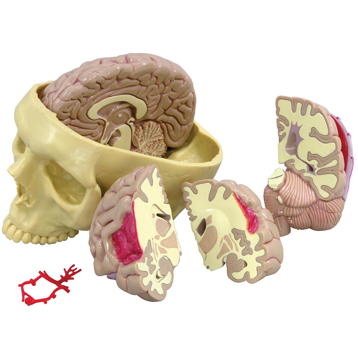 Модель головного мозга - 1019542 - 2900 - Модели мозга человека - 3B  Scientific