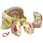 Brain Model, 1019542, Human Skull Models