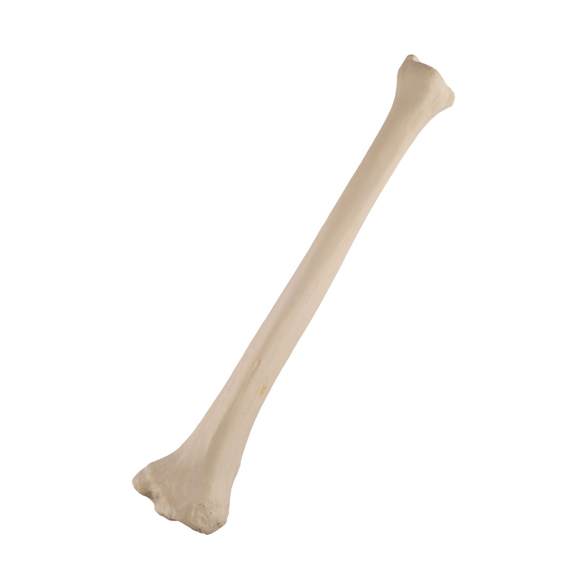 ORTHObones Standard Tibia, left - 1019608 - 2026BESP - 3B ORTHObones ...