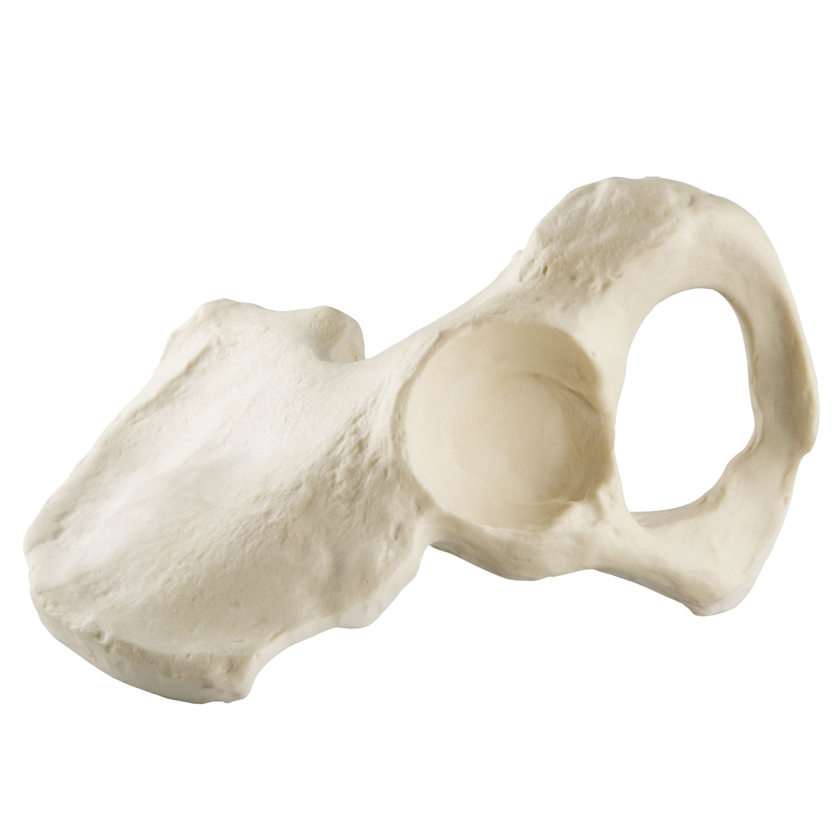 ORTHObones Standard Hemi Pelvis, m., l - 1019612 - 3B ORTHObones ...