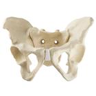 ORTHObones Línea Estándar Pelvis completa con hueso sacro, 1019613, 3B ORTHObones Standard