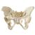 ORTHObones Línea Estándar Pelvis completa con hueso sacro, 1019613, 3B ORTHObones Standard (Small)