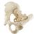 ORTHObones Standard Full Pelvis w.Sacrum, 1019613, 3B ORTHObones Padrão (Small)