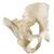 ORTHObones Línea Estándar Pelvis completa con hueso sacro, 1019613, 3B ORTHObones Standard (Small)