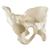 ORTHObones Línea Estándar Pelvis completa con hueso sacro, 1019613, 3B ORTHObones Standard (Small)