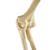 ORTHObones Стандартный Локтевые эластичные полосы, правые, 1019616, 3B ORTHObones Standard (Small)