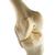 ORTHObones Стандартный Левое колено, 1019621, 3B ORTHObones Standard (Small)