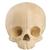 ORTHObones Standard �������Crâne pédiatrique creux avec bloc support, 1019705, 3B ORTHObones Standard (Small)