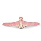 Bovine Theriogenology Uterus - Heifer, 1025505, Replacements