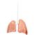 Lungs Damaged, 1025974, Cirugía (Small)