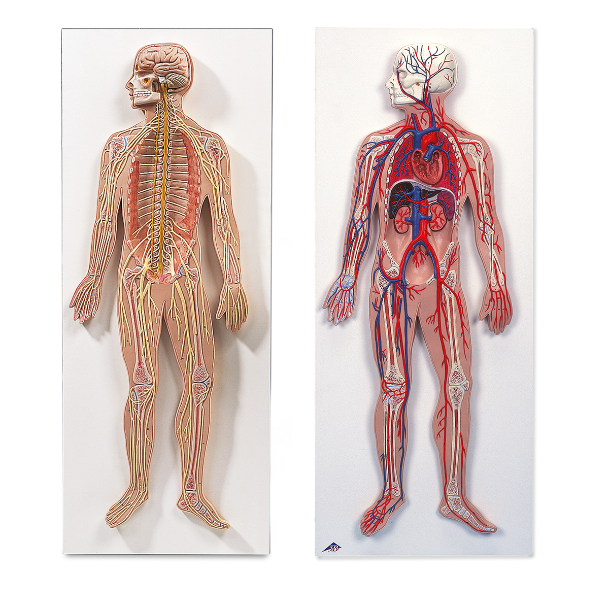 Grupos Anatómicos El sistema nervioso y el sistema circulatorio humano -  8001092 - 3010309 - Anatomía Grupos - 3B Scientific