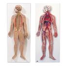 Anatomy Set Nervous & Circulatory Systems, 8001092 [3010309], Анатомические наборы
